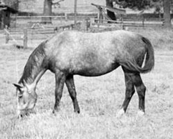 Zuchtstute Kapstadt (Trakehner, 1980, von Falke)