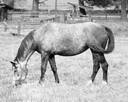 broodmare Kapstadt (Trakehner, 1980, from Falke)