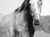 Pferd Kapstadt (Trakehner, 1980, von Falke)