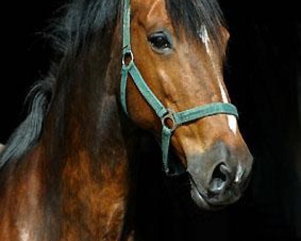 broodmare Kalmar III (Trakehner, 1998, from Exclusiv)