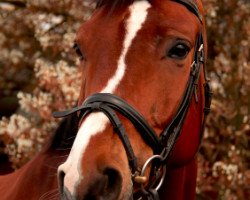 jumper Woody Wum (Hanoverian, 2005, from White Star)