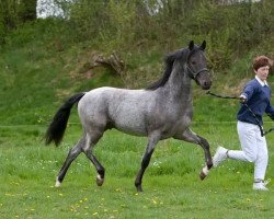 dressage horse Savoy (German Riding Pony,  , from Santiago)