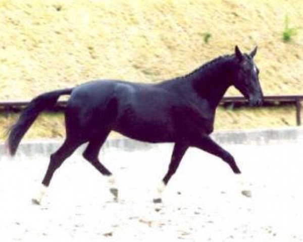 jumper Knobelsdorff (Trakehner, 1999, from Exclusiv)