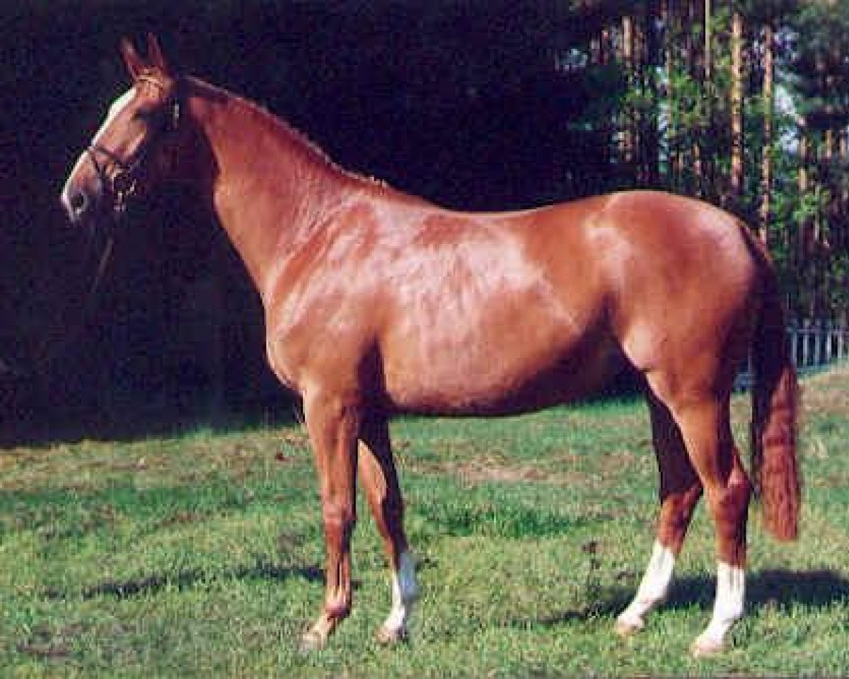Zuchtstute Kleo's Double (Trakehner, 1993, von Kostolany)