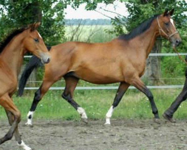 broodmare Kassis (Trakehner, 1992, from Kostolany)