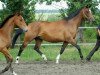 broodmare Kassis (Trakehner, 1992, from Kostolany)