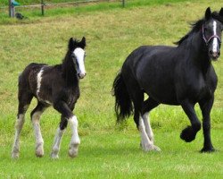 broodmare Acle Queenmaker (Shire, 2000, from Hillmoor Mascot)