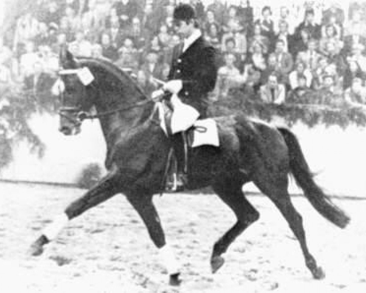 Deckhengst Rubin (Trakehner, 1969, von Flaneur)