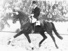 stallion Rubin (Trakehner, 1969, from Flaneur)