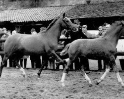 Zuchtstute Zauberlied (Trakehner, 1957, von Lateran)