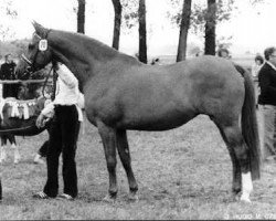 broodmare Zauberspiel (Trakehner, 1966, from Impuls)