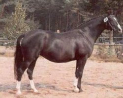 broodmare Elysee II (Trakehner, 1983, from Zauberklang)