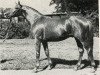 stallion Elfenglanz (Trakehner, 1971, from Magnet)