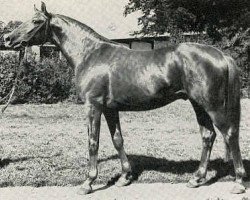 stallion Elfenglanz (Trakehner, 1971, from Magnet)