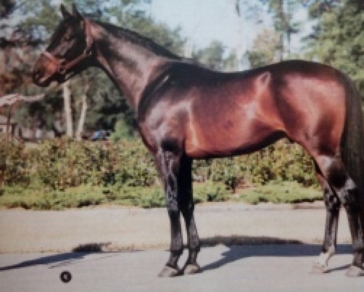 Deckhengst Buckaroo xx (Englisches Vollblut, 1975, von Buckpasser xx)