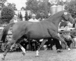 Zuchtstute Serenade VI (Trakehner, 1975, von Elfenglanz)