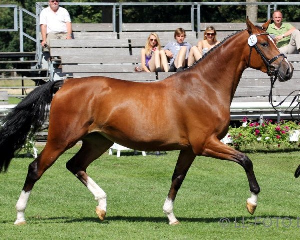 broodmare Cloe (Westphalian, 2009, from Cornet's Stern)