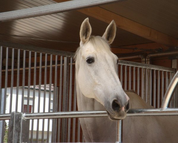 Pferd Karinyo (Brandenburger, 1996, von Korsar I)