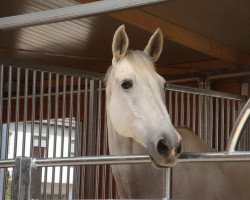 horse Karinyo (Brandenburg, 1996, from Korsar I)