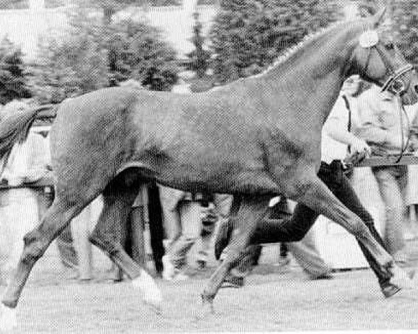 stallion Postmeister (Trakehner, 1967, from Major)