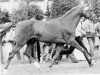 stallion Postmeister (Trakehner, 1967, from Major)