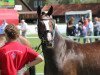 broodmare Diary 7 (Westphalian, 2009, from Diarado)