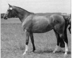 broodmare Agatha Christie (Trakehner, 1989, from Kokoschka)