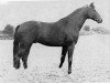 stallion Seeadler (Trakehner, 1971, from Habicht)
