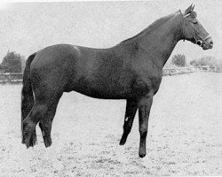 Deckhengst Seeadler (Trakehner, 1971, von Habicht)