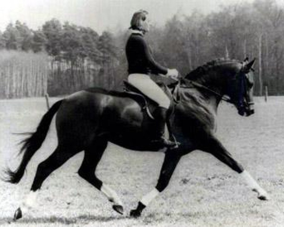 Deckhengst Mahon (Trakehner, 1978, von Mahagoni)