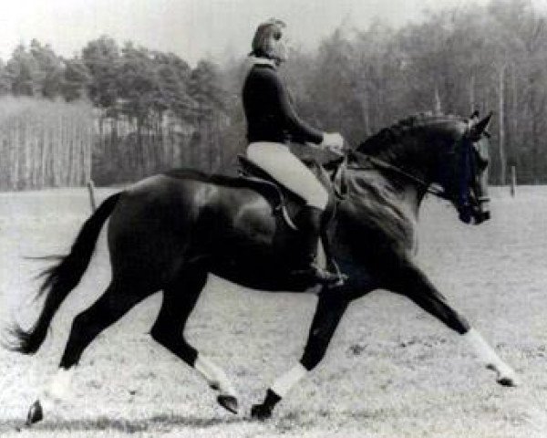 stallion Mahon (Trakehner, 1978, from Mahagoni)