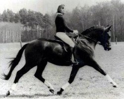 Deckhengst Mahon (Trakehner, 1978, von Mahagoni)