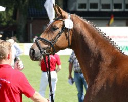 broodmare Disco Queen (Westphalian, 2009, from De Kooning)