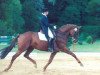 stallion Chardonnay (Trakehner, 1989, from Rockefeller)