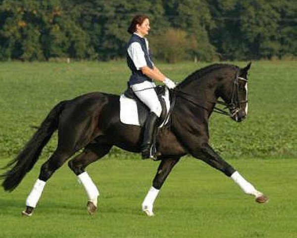 stallion Alter Fritz (Trakehner, 1995, from Chardonnay)