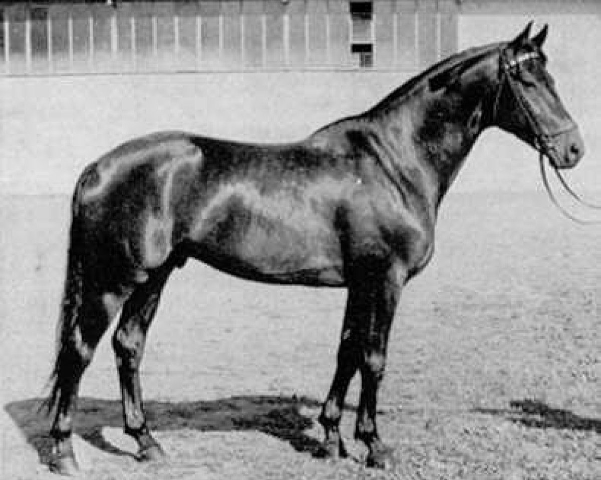 stallion Donauwind (Trakehner, 1965, from Pregel)