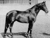 stallion Donauwind (Trakehner, 1965, from Pregel)