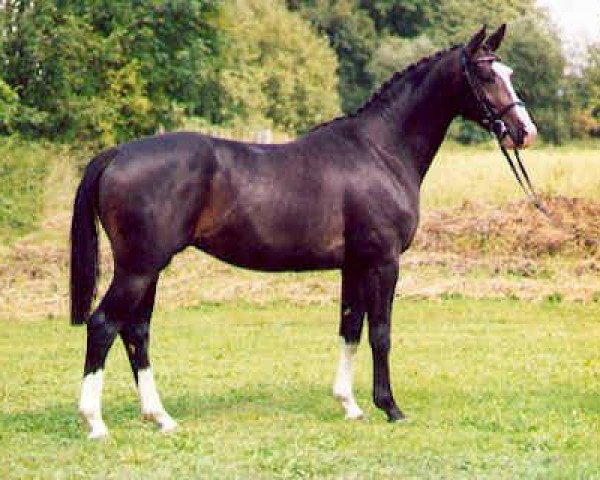 horse Kingsley (Trakehner, 1998, from Manrico)