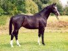 Pferd Kingsley (Trakehner, 1998, von Manrico)