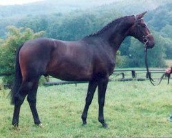 horse Kyffhaeuser (Trakehner, 1994, from Honeur)