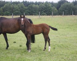 broodmare Frau Zack (Oldenburg, 2012, from Zack)