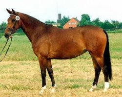 broodmare Kleo's Beste (Trakehner, 1990, from Kostolany)