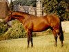stallion Kadre Noir (Trakehner, 1987, from Upan la Jarthe AA)