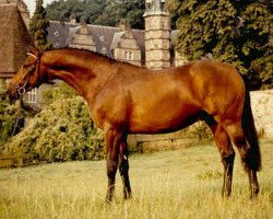 stallion Kadre Noir (Trakehner, 1987, from Upan la Jarthe AA)