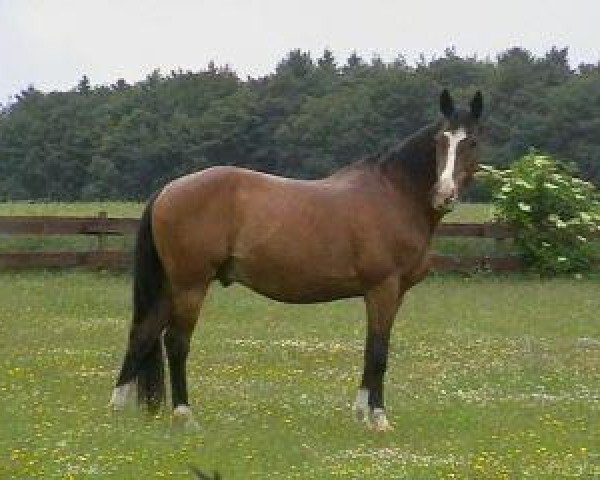 jumper Koh-i-Noor (Trakehner,  , from Enrico Caruso)