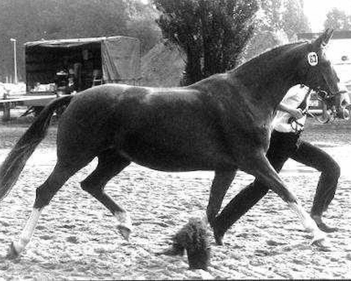 broodmare Kleopatra II (Trakehner, 1972, from Ibikus)