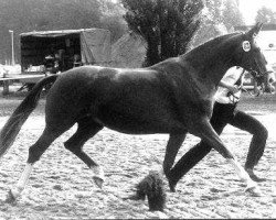 broodmare Kleopatra II (Trakehner, 1972, from Ibikus)