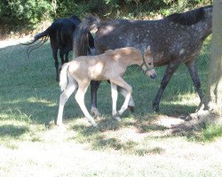 dressage horse Guillaume (Westphalian, 2022, from Golden Grey NRW)