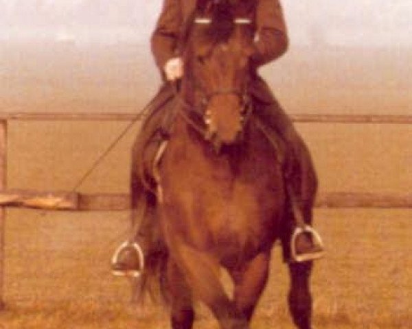 stallion Kastilio (Trakehner, 1973, from Ibikus)