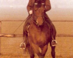 stallion Kastilio (Trakehner, 1973, from Ibikus)